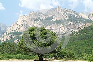 Road to Bavella hill on the island of Corsica