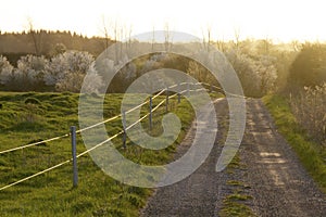 The road to cherry wood trees