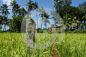 The road to the coconut grove. Rice field in southern India