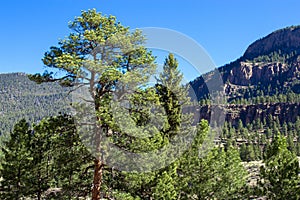 The road to Creede, Colorado, runs along the Rio Grande through the San Juan Mountains photo