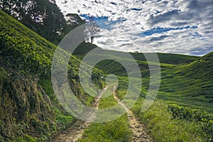 Road to enter the tea plantation area