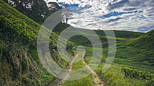 Road to enter the tea plantation area