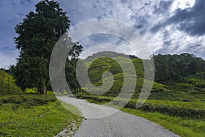 Road to enter the tea plantation area