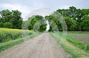 Road to the field. The road passing between the trees. Way through the forest. Symbol