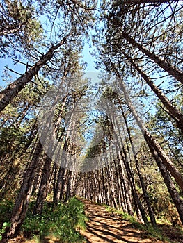 The road to forest heaven