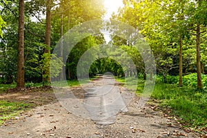 Road to the forest with many trees with warm light of sun