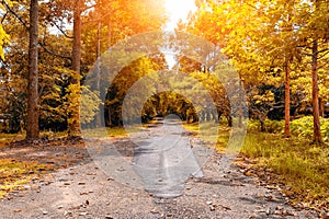 Road to the forest with many trees beside the way
