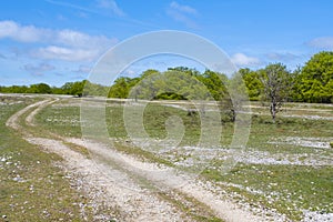 Road to the forest under the blue sky