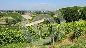 Road to Govone and San Martino Alfieri, Asti, in Monferrato