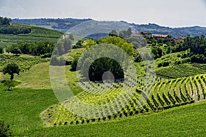 Road to Govone and San Martino Alfieri, Asti, in Monferrato