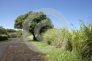 Road to Hana, Maui