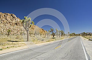Road to Joshua Tree