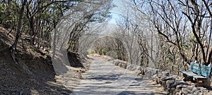 Road to the jungle in Summer Season