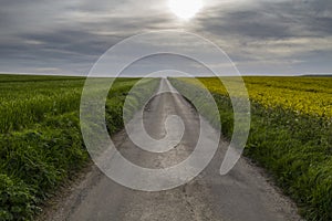 Road to nowhere with crops in fields