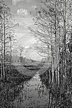 Road to Nowhere Everglades National Park