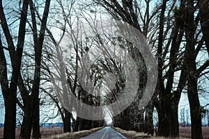 The road to nowhere. A highway along which dry tall trees stand