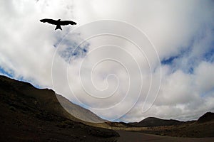 Road to nowhere with silhouette of a falcon - Lanzarote, Canary Island