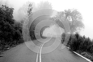 Road to nowhere. Woman walking in fog nature, on the middle a mo