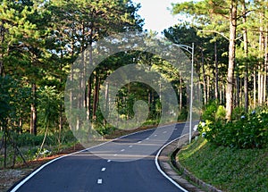 The road to pine tree forest in Dalat, Vietnam