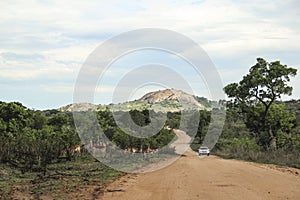 The road to Pretoriuskop with impala and car, Kruger National Park, South Africa