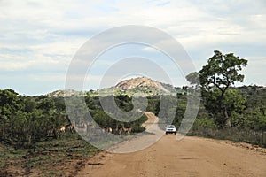 The road to Pretoriuskop with impala and car, Kruger National Park, South Africa