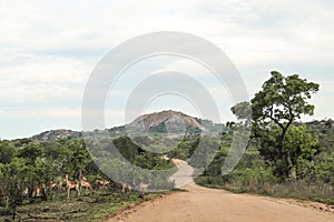 The road to Pretoriuskop with impalas, Kruger National Park, South Africa