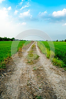 Road to rice fields