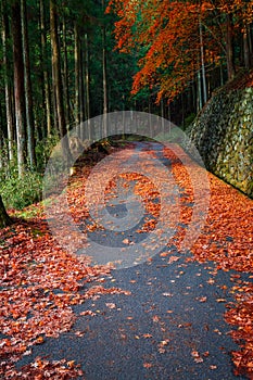 The Road to Taiyuinbyo Shrine and in Nikko, Tochigi, Japan