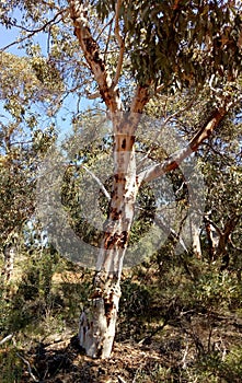 Road to Toodyay