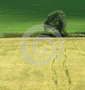 Road to the Tree