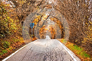 Road to vanishing point in fall colors