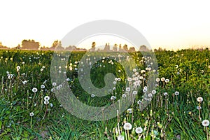 Road to the village in the middle of a field of dandelions at sunset