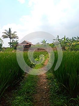 road to the village rice fields