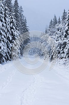 Road to the winter forest. Way to the winter mountains. Winter composition.
