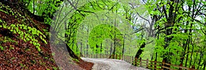 Carreteras. en a piedras. Bosque 