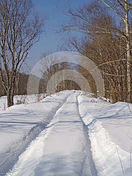 Road to winter wood