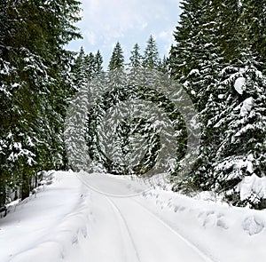 Road with tracks tire on snow in winter snowy fir-tree forest