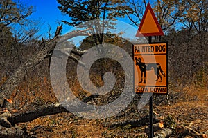 Road traffic sign with animal, Painted dog, slow down. Widlife dangerous in Africa. Busch near the road with Painted dog.