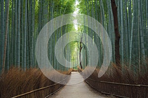 Road trail or path way at Japanese Bamboo Forest at Arashiyama in travel holidays vacation trip outdoors in Kyoto, Japan. Tall