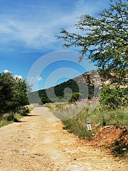 Road less travelled nature park photo