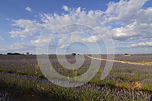 Road Traversing Infinite Rows Of Lavender With A Sky With Precious Clouds In A Brihuega Meadow. Nature, Plants, Odors, Landscapes.