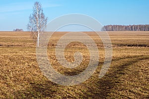 Road and tree on the field in early spring