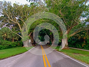 Road through a tree tunnel