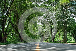 Road and tree tunnel