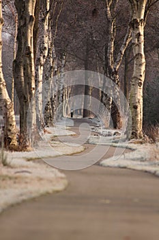 Narrow empty road with turns and trees