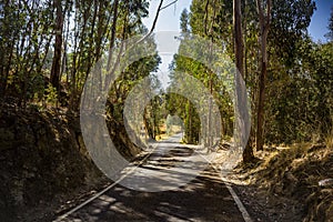 Road Between The Trees
