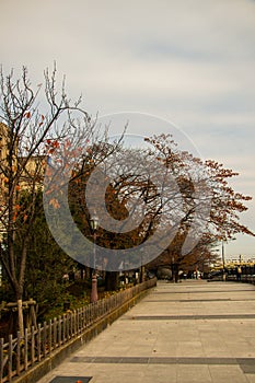 Road and trees