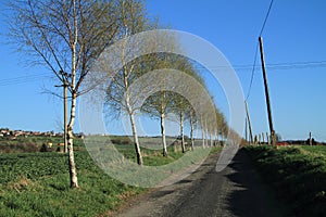 Road with trees