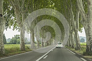 Road and trees