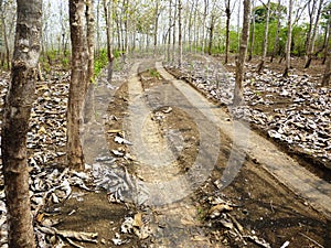 Road between the trees